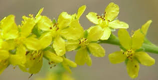 Agrimony
