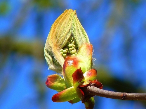 Chestnut Bud