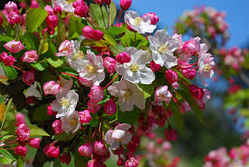 DIETA E FIORI DI BACH
