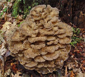 Maitake