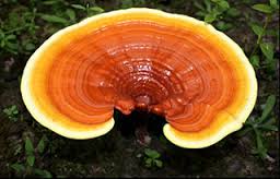 reishi